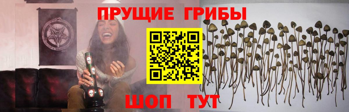 Галлюциногенные грибы Psilocybe  Вход с VPN  Киржач 